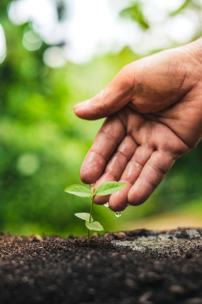 istock Planting trees.Tree growth,Seedling In nature Green and gold 1055349726