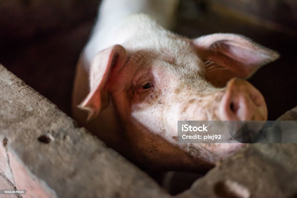 Pig enclosed in a farm Pig close up portrait in a farm Pig Stock Photo Pig enclosed in a farm Pig close up portrait in a farm Pig Stock Photo