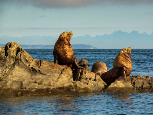 istock Steller Sea Lions (Eumetopias jubatus) 1055360054