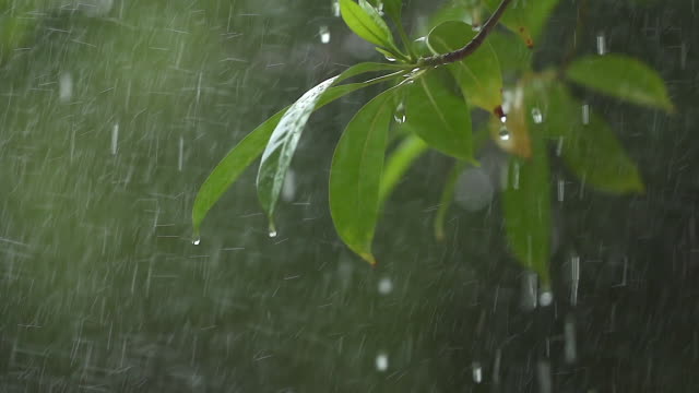 A tree branch with flowers in the rain shooting with a slow motion camera.