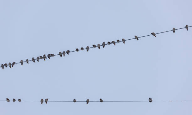 istock flock of waxwings 1055364546