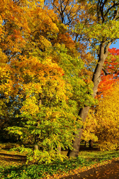 istock autumn foliage of trees 1055366828