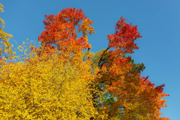 istock bright foliage of trees 1055366848