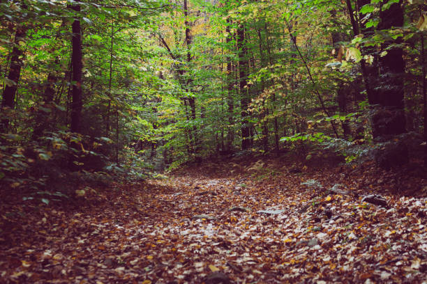 istock Autumn Path Lake George New York 1055371064