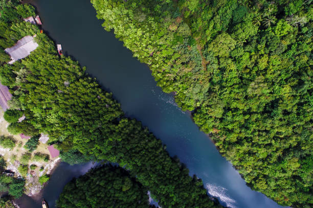 istock River in tropical mangrove green tree forest 1055371246