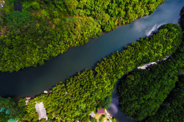 River in tropical mangrove green tree forest aerial view