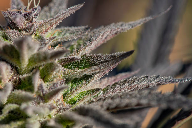 istock Cannabis legalization in Canada 1055376190