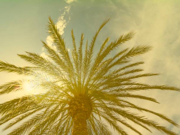 istock Retro palm tree against sky at sunset light 1055376798
