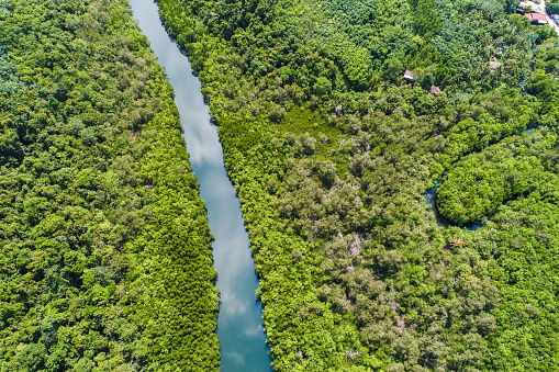 River in tropical mangrove green tree forest aerial view