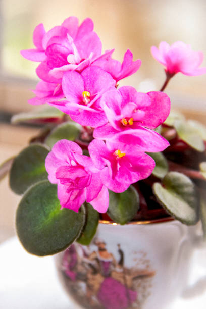 the violet flower in the white pot on the windowsill. Next an open book.