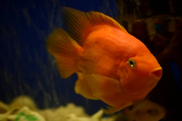 istock Golden fish in water 1055380010