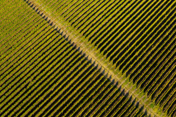 istock Aerial top view of vineyard 1055380086