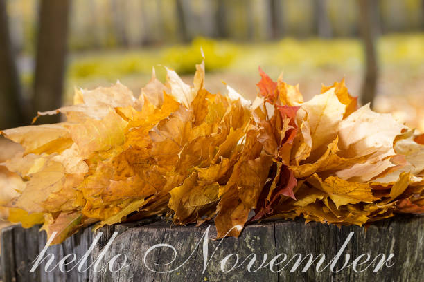 istock Hello November greeting card. Autumn maple leaves 1055383824