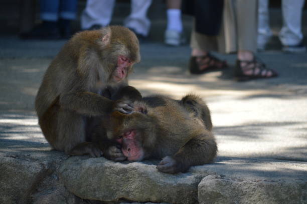Japanese macaque of Mt.Takasaki
