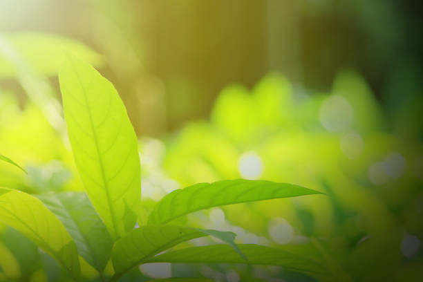 istock nature view of green leaf. 1055388032