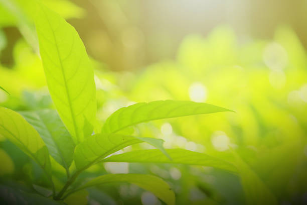 istock nature view of green leaf. 1055388040