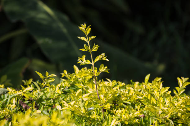istock Green leaf of  Duranta repens tree 1055389800