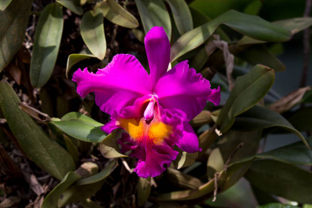 istock Dark Pink  orchids flower 1055389810