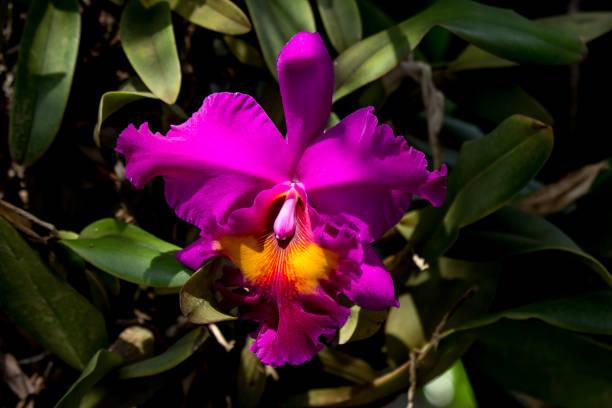 istock Dark Pink  orchids flower 1055389818