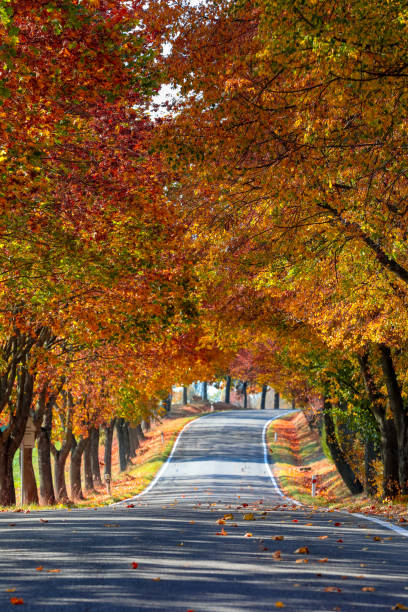 istock beautiful trees on alley in autumn 1055389958