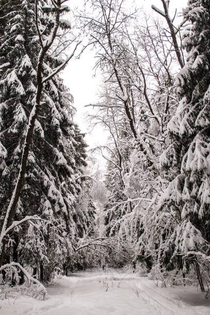 istock Cold winter day in forest. Winter landscape. 1055391964