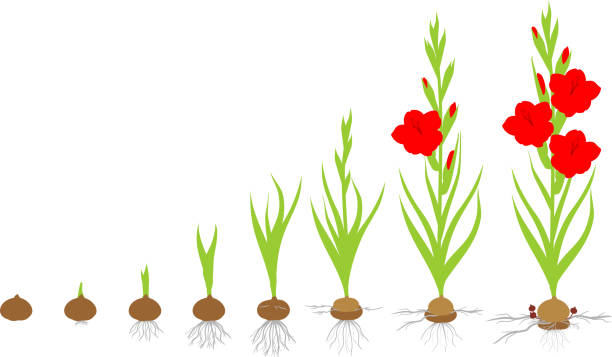 ilustraciones, imágenes clip art, dibujos animados e iconos de stock de ciclo de vida de la planta de los gladiolo. etapas de crecimiento de la plantación cormo a planta adulta con flores - gladiolus flower white isolated