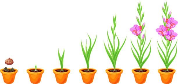 ilustraciones, imágenes clip art, dibujos animados e iconos de stock de ciclo de vida de la planta de los gladiolo. etapas de crecimiento de la plantación cormo a planta adulta con flores - gladiolus flower white isolated