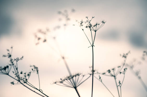 istock Wild grass against the sky at sunset. 1055395026