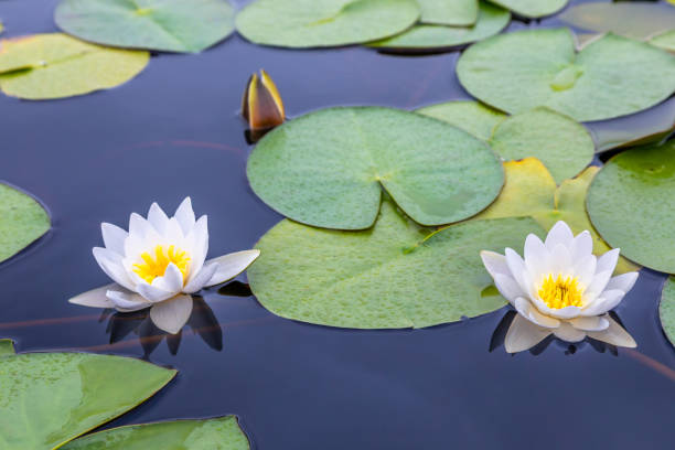 istock Two white water lilies with green leaves on the still lake surface 1055397526