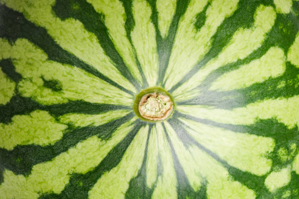 istock Close up top view green watermelon background 1055397838