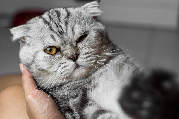 istock Cat is holding in her arms. 1055400346