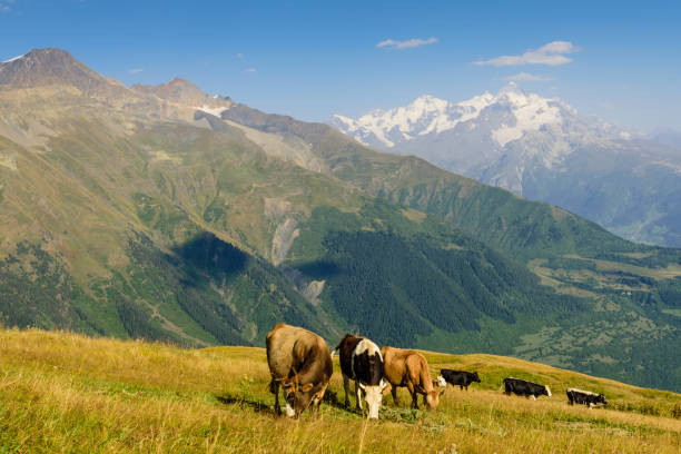 istock Beautiful mountain landscape with cows 1055404232