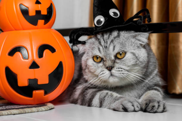 istock Cat in the halloween festival. 1055404514