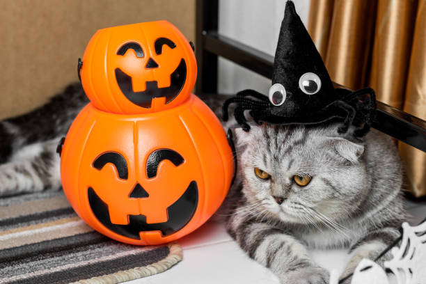 istock Cat in the halloween festival. 1055404564
