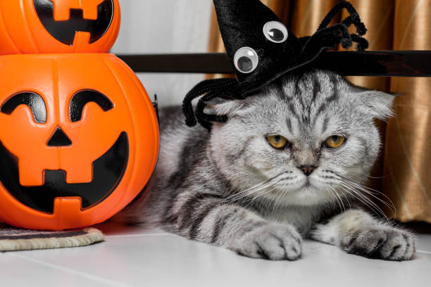 istock Cat in the halloween festival. 1055404636