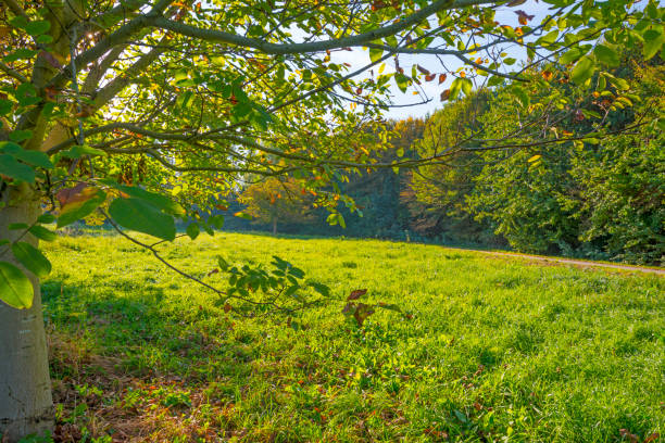 istock Chestnuts in a green field below a blue sky in sunlight at fall 1055404832