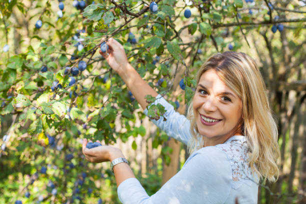 istock Harvesting plums in the garden 1055405544