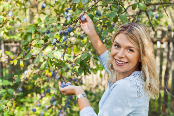istock Harvesting plums in the garden 1055405626