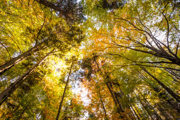 istock Autumn forest with leaves changing colors 1055408274