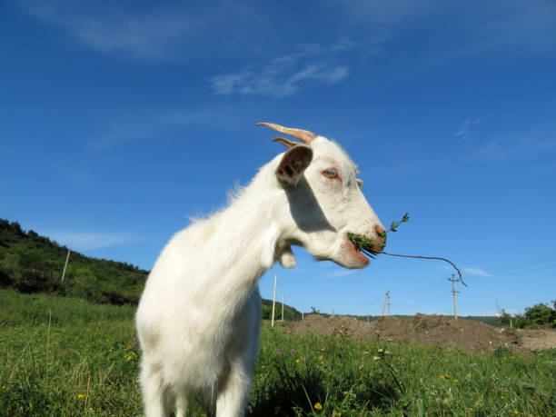 istock A little white goat eating grass in a green meadow 1055408656
