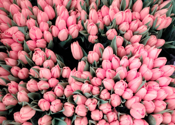istock Pink tulip flowers background 1055409720