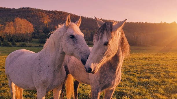 couple of horses enjoying on a sunny meadow. - serbia horse nature landscape imagens e fotografias de stock