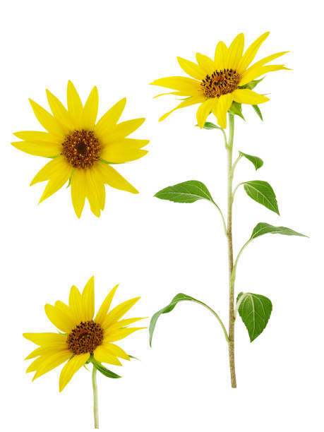 istock Sunflower flower on stem with leaves isolated on white background 1055417318