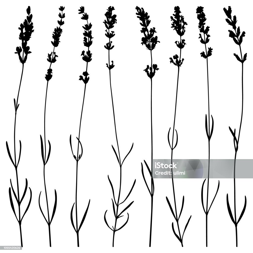 Lavender flowers, vector silhouettes Set of lavender flowers. Vector plant silhouettes. Detailed images isolated black on white background. Vector design elements. Lavender - Plant stock vector