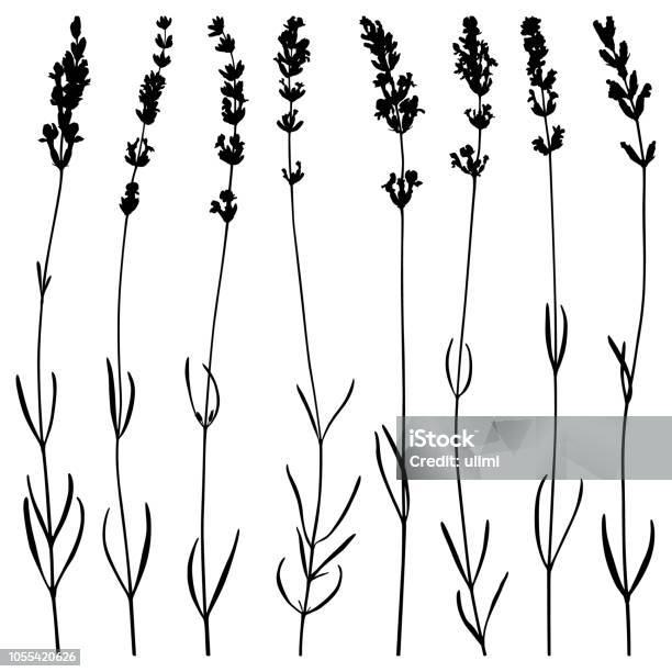 Lavender Flowers Vector Silhouettes Stock Illustration - Download Image Now - Lavender - Plant, In Silhouette, Cut Out