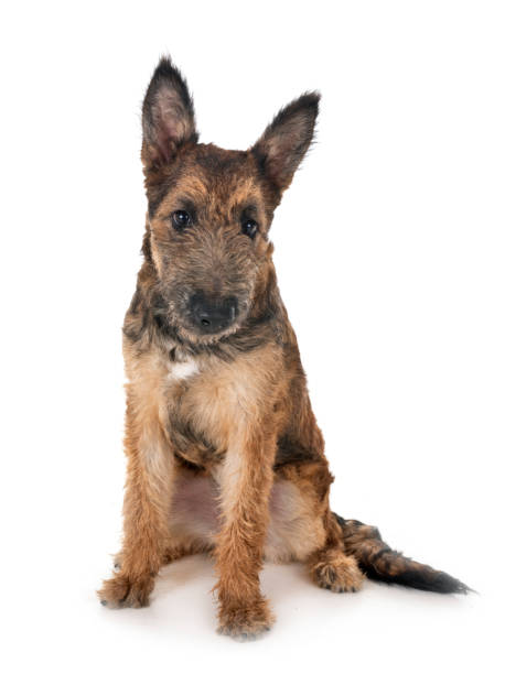 istock belgian shepherd laekenois 1055421128