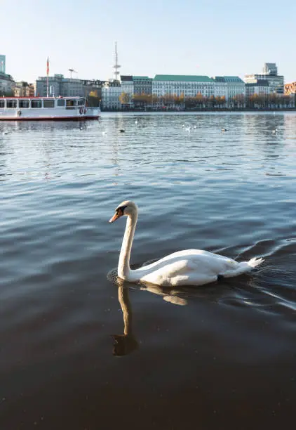 swan on Alster Lake in Hamburg, Germany against skyline on clear and sunny day