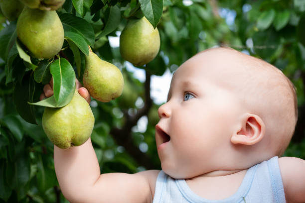 criança tendo peras maduras no pomar, no outono. menino querendo comer doce fruta da árvore no jardim, no momento da colheita do outono. conceito de comida de bebê e infantil. nutrição saudável. diversão ao ar livre para crianças - orchard child crop little boys - fotografias e filmes do acervo