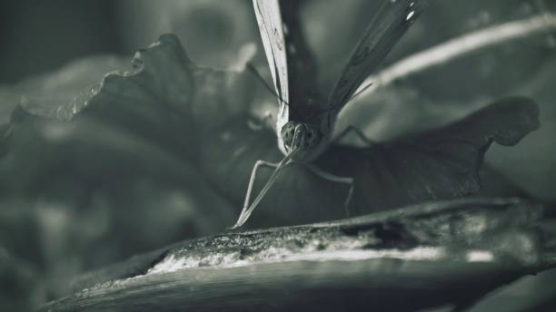 istock butterfly in monochrome 1055428222