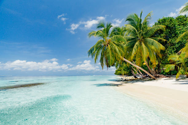 istock Paradisiac beach at Maldives 1055429936
